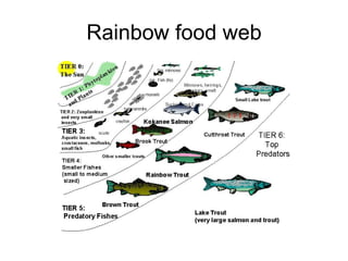 Rainbow food web 
