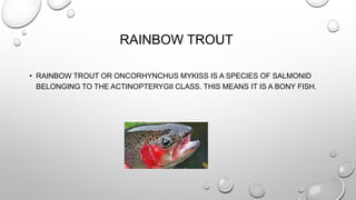 RAINBOW TROUT 
• RAINBOW TROUT OR ONCORHYNCHUS MYKISS IS A SPECIES OF SALMONID 
BELONGING TO THE ACTINOPTERYGII CLASS. THIS MEANS IT IS A BONY FISH. 
 