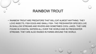 RAINBOW TROUT 
• RAINBOW TROUT ARE PREDATORS THAT WILL EAT ALMOST ANYTHING. THEY 
LOVE INSECTS, FISH EGGS AND SMALL FISH. THE FRESHWATER SPECIES LIVE 
IN SHALLOW STREAMS AND RIVERS AND SOMETIMES COOL LAKES. THEY ARE 
FOUND IN COASTAL WATERS ALL OVER THE WORLD AND IN FRESHWATER 
STREAMS. THEY ARE ALSO RAISED IN FARMS AROUND THE WORLD. 
 