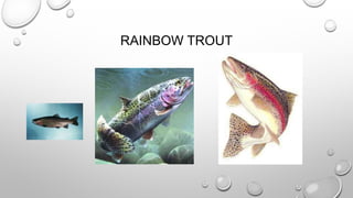 RAINBOW TROUT 
