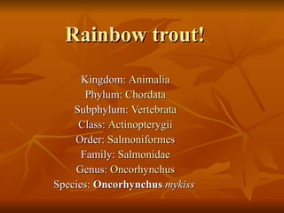 Rainbow trout! Kingdom:  Animalia Phylum:  Chordata Subphylum:  Vertebrata Class:  Actinopterygii Order:  Salmoniformes Family:  Salmonidae Genus:  Oncorhynchus Species:  Oncorhynchus  mykiss   