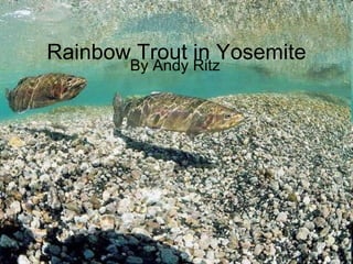 Rainbow Trout in Yosemite  By Andy Ritz 