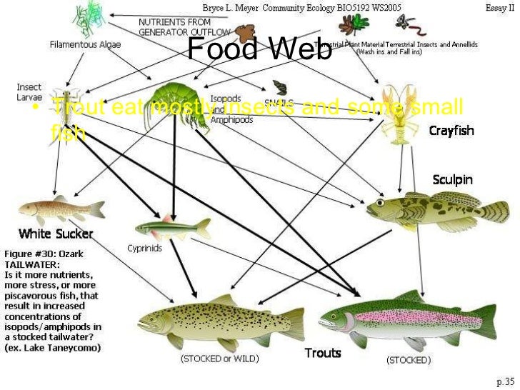 Rainbow trout in yosemite Biology Diagrams