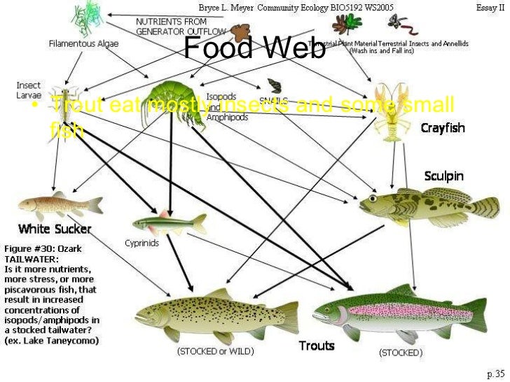 Rainbow trout in yosemite