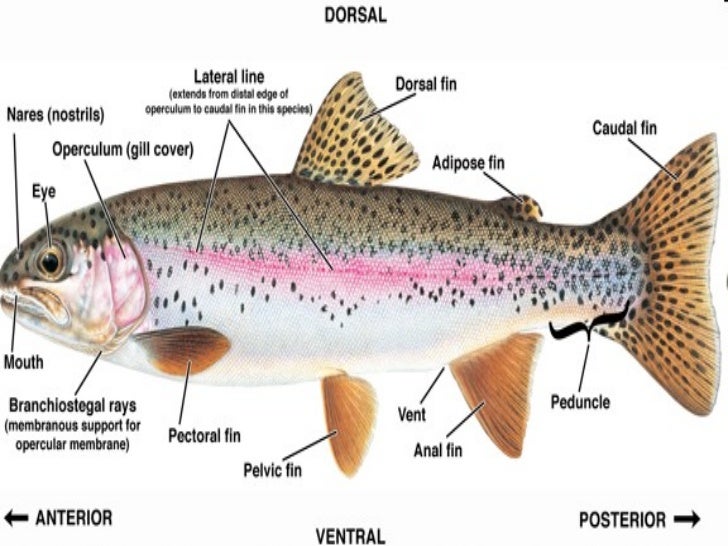 Rainbow trout in yosemite