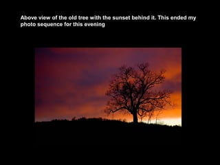 Above view of the old tree with the sunset behind it. This ended my
photo sequence for this evening

 