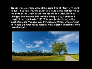 This is a summertime view of the same tree at Elam Bend shot
in 2005. The name "Elam Bend" is a place name that describes
the bend in the Grand River that occurs here. The river has
changed its course in this area including a major shift as a
result of the flooding in 1993. This area is also listed in the
book Geologic Wonders and Curiosities of Missouri as a "shutin" where the river valley narrows considerably with bluffs very
near the river.

 