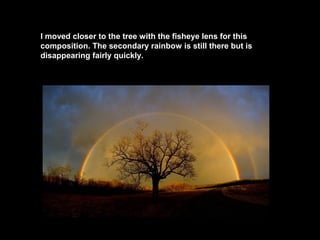 I moved closer to the tree with the fisheye lens for this
composition. The secondary rainbow is still there but is
disappearing fairly quickly.

 