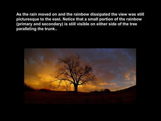 As the rain moved on and the rainbow dissipated the view was still
picturesque to the east. Notice that a small portion of the rainbow
(primary and secondary) is still visible on either side of the tree
paralleling the trunk..

 