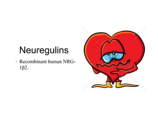 Neuregulins
• Recombinant human NRG-
1β2.
 