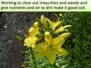 Working to clear out impurities and weeds andgive nutrients and air to dirt make it good soil.