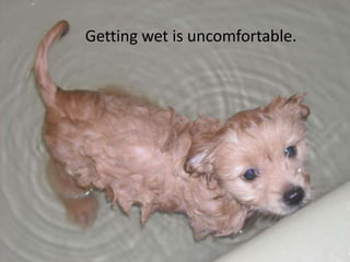 Getting wet is uncomfortable.