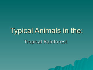 Typical Animals in the: Tropical Rainforest  