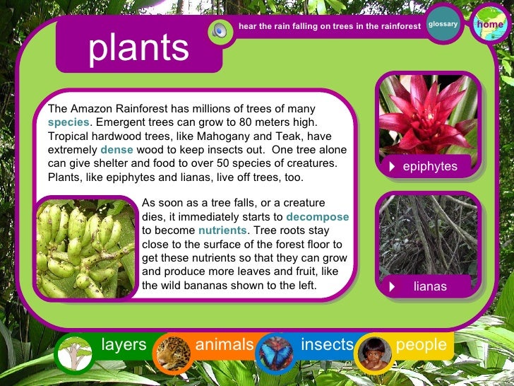 Rainforest Interactive for 3rd Grade