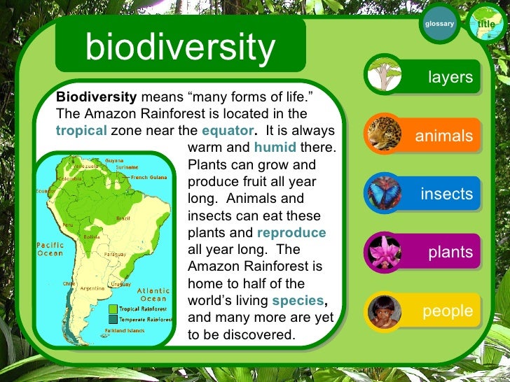Rainforest Interactive For 3rd Grade Rainforest Interactive For 3rd Grade
