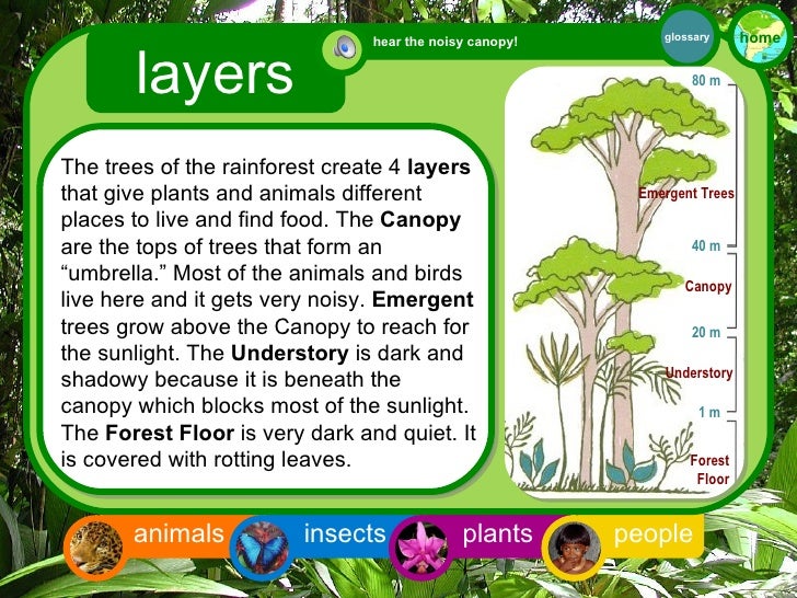 Rainforest Interactive For 3rd Grade