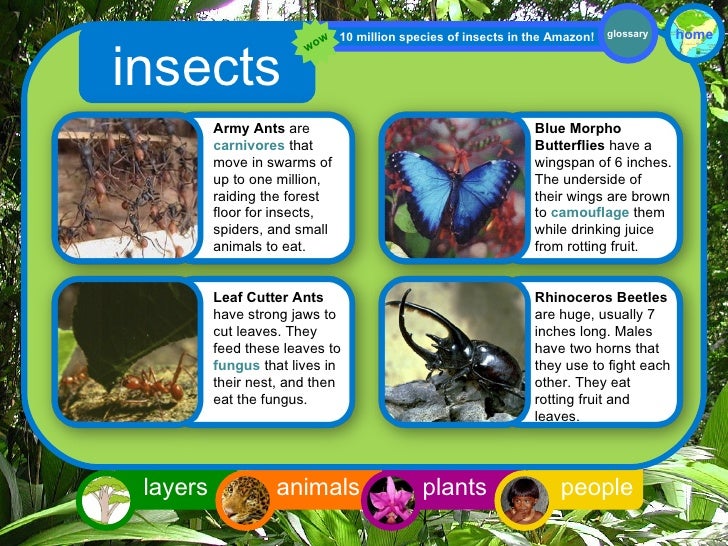 Rainforest Interactive For 3rd Grade