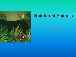 Rainforest Animals Talia P 