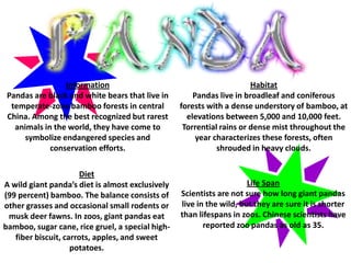 Information                                           Habitat
 Pandas are black and white bears that live in        Pandas live in broadleaf and coniferous
  temperate-zone bamboo forests in central        forests with a dense understory of bamboo, at
 China. Among the best recognized but rarest        elevations between 5,000 and 10,000 feet.
   animals in the world, they have come to         Torrential rains or dense mist throughout the
      symbolize endangered species and                 year characterizes these forests, often
             conservation efforts.                           shrouded in heavy clouds.

                       Diet
A wild giant panda’s diet is almost exclusively                       Life Span
(99 percent) bamboo. The balance consists of      Scientists are not sure how long giant pandas
other grasses and occasional small rodents or     live in the wild, but they are sure it is shorter
 musk deer fawns. In zoos, giant pandas eat       than lifespans in zoos. Chinese scientists have
bamboo, sugar cane, rice gruel, a special high-          reported zoo pandas as old as 35.
   fiber biscuit, carrots, apples, and sweet
                    potatoes.
 