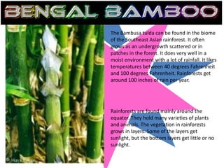 The Bambusa tulda can be found in the biome
of the Southeast Asian rainforest. It often
grows as an undergrowth scattered or in
patches in the forest. It does very well in a
moist environment with a lot of rainfall. It likes
temperatures between 40 degrees Fahrenheit
and 100 degrees Fahrenheit. Rainforests get
around 100 inches of rain per year.




Rainforests are found mainly around the
equator. They hold many varieties of plants
and animals. The vegetation in rainforests
grows in layers. Some of the layers get
sunlight, but the bottom layers get little or no
sunlight.
 