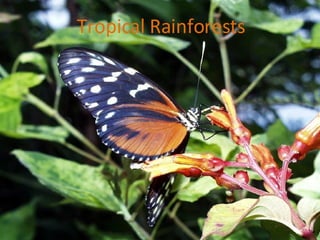 Tropical Rainforests 