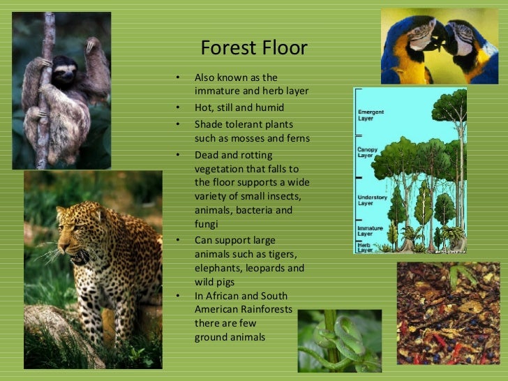 Animals That Live In The Forest Floor Of The Amazon Rainforest Get