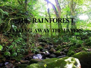 THE RAINFOREST PEELING AWAY THE LAYERS 