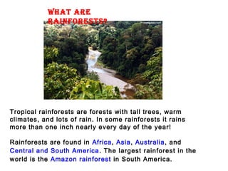 WHAT ARE
RAINFORESTS?
Tropical rainforests are forests with tall trees, warm
climates, and lots of rain. In some rainforests it rains
more than one inch nearly every day of the year! 
Rainforests are found in Africa, Asia, Australia, and 
Central and South America. The largest rainforest in the
world is the Amazon rainforest in South America. 
 