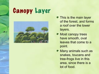 Rainforest | PPT