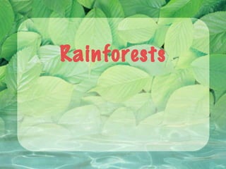 Rainforests 
 