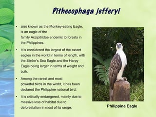 Pithecophaga jefferyi 
• also known as the Monkey-eating Eagle, 
is an eagle of the 
family Accipitridae endemic to forest...