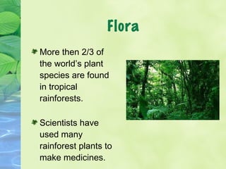 Flora 
More then 2/3 of 
the world’s plant 
species are found 
in tropical 
rainforests. 
Scientists have 
used many 
rain...