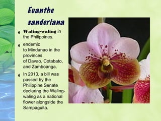 Euanthe 
sanderiana 
ه Waling-waling in 
the Philippines. 
ه endemic 
to Mindanao in the 
provinces 
of Davao, Cotabato, 
...