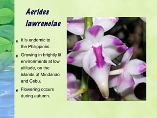 Aerides 
lawrenciae 
ه It is endemic to 
the Philippines. 
ه Growing in brightly lit 
environments at low 
altitude, on th...