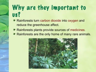 Why are they important to 
us? 
Rainforests turn carbon dioxide into oxygen and 
reduce the greenhouse affect. 
Rainforest...