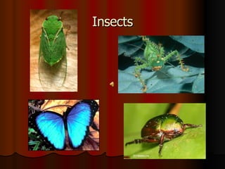 Insects 