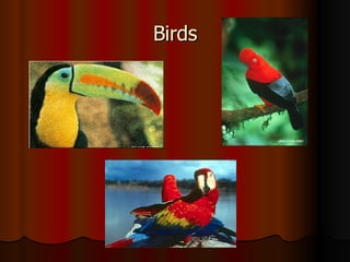 Birds 
