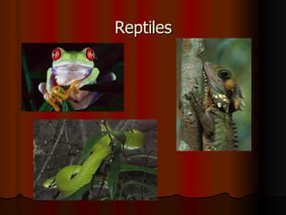 Reptiles 