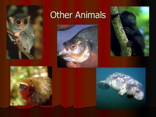 Other Animals 