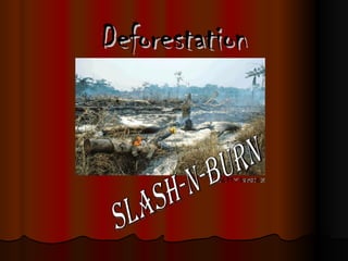Deforestation Slash-n-Burn 
