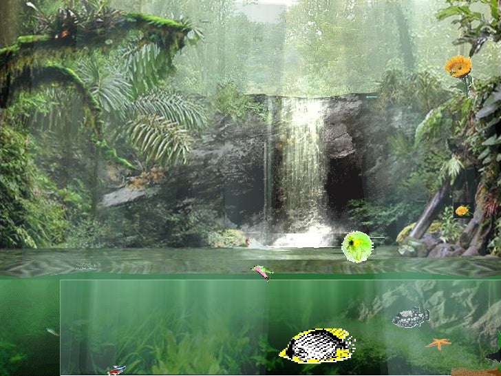 rainforest paradise rainforest powerpoint