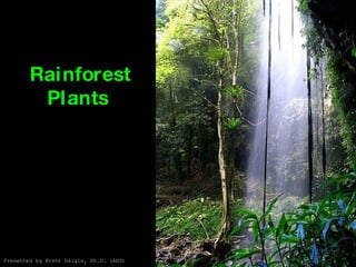 Rainforest Plants  Presented by Brent Daigle, Ph.D. (ABD) 