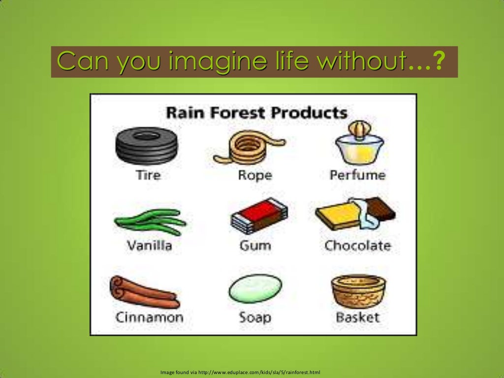 Saving the Rainforest