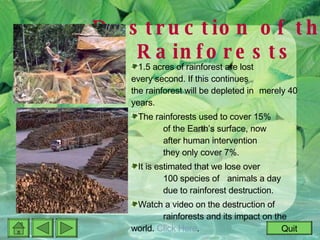 Rainforest Interactive Powerpoint | PPT