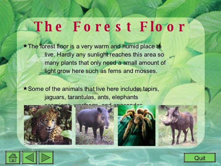 rainforest interactive powerpoint