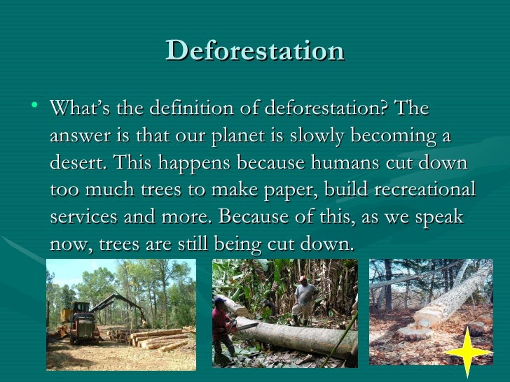 Rainforest Presentation