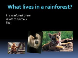 In a rainforest there
is lots of animals
like
 