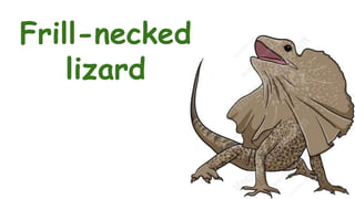 Frill-necked
lizard
 