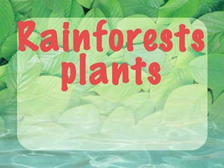 Rainforests
plants
 