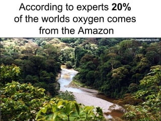 According to experts  20%   of the worlds oxygen comes  from the Amazon 